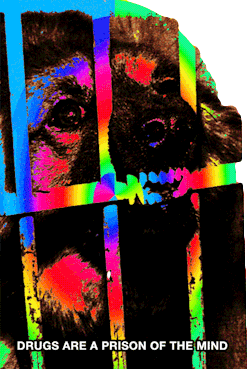 Drugs Are A Prison Of The Mind Dog Sticker - Drugs Are A Prison Of The Mind Dog Trippy Stickers