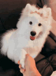 Malu Viana Handshake GIF - Malu Viana Handshake Dog GIFs
