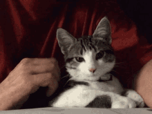 Chat Cat GIF - Chat Cat Kat GIFs