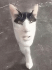 a black and white cat with a face on it