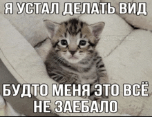 a kitten is sitting on a bed with a caption in russian