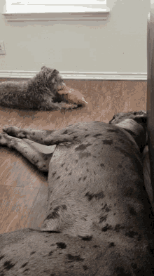 two dogs are laying on the floor one is playing with a toy and the other is sleeping