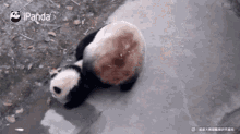 Bully Panda GIF - Bully Panda Family GIFs