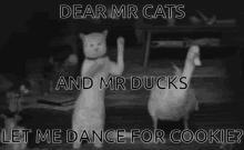 Cat Duck GIF - Cat Duck Dance GIFs