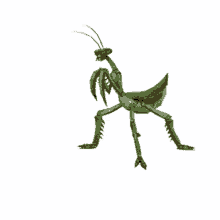 insect mantis