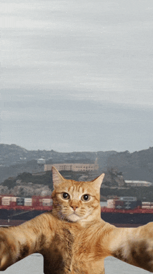 Kitty Alcatraz GIF