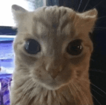 Adagio Cat GIF