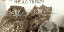 Owl Imup GIF