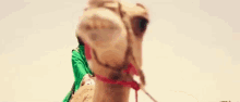 camel carson