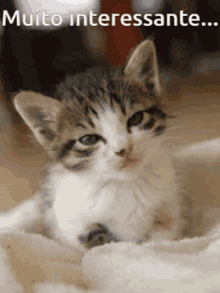 Quesono Muitointeressante GIF - Quesono Muitointeressante Gato Gordo GIFs
