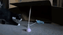 Cat Trap Is Go GIF - Cat Trap Cats GIFs