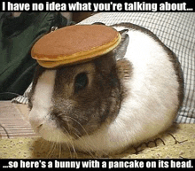 Bunny Pancake GIF - Bunny Pancake Pancakes GIFs