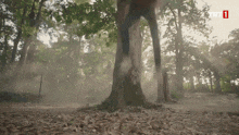 a tree in the middle of a forest with trt1 written on the bottom