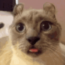 Siamese Cat Buh GIF - Siamese Cat Buh Cute GIFs