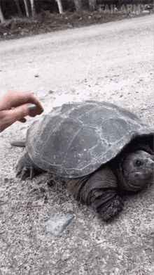 Attacked Tortoise GIF