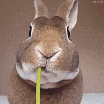 bunny-eating.gif