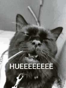 a black cat with its mouth open and the word hueeeeee on the bottom right