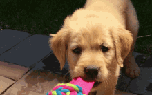 Puppy Play GIF