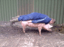 a man is laying on top of a pig in the dirt