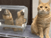 a cat sitting next to a clear container with a squirrel inside of it