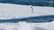 Rising From The Water Continent7 GIF - Rising From The Water Continent7 Antarctica GIFs