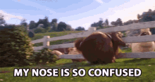 My Nose Is So Confused And Happy Confused GIF - My Nose Is So Confused And Happy Confused Happy GIFs