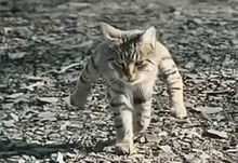 a cat is walking across a pile of dirt .