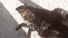 Moose Tracks Cat GIF - Moose Tracks Cat Stare GIFs