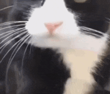 a close up of a black and white cat 's face with long whiskers .