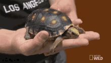 Nodding Nat Geo Wild GIF - Nodding Nat Geo Wild World Turtle Day GIFs