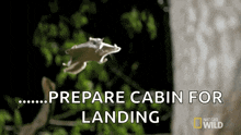 Flying Squirrel The Cutest Flying Rodent GIF