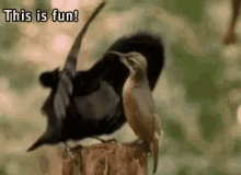 Funny Animals Great GIF - Funny Animals Great Party GIFs