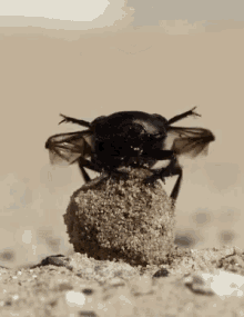 Bugs Beetle GIF - Bugs Beetle GIFs
