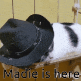Madie Is Here Milo Cutie GIF - Madie Is Here Milo Cutie Madie GIFs