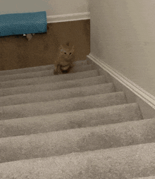 Figgy Stairs GIF - Figgy Stairs Figaro GIFs