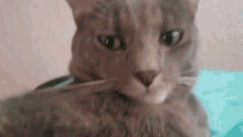 When U Become A Meme Cat GIF - When U Become A Meme Cat Kitten GIFs