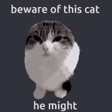 Wawa Cat Beware Of This Cat GIF - Wawa Cat Beware Of This Cat GIFs