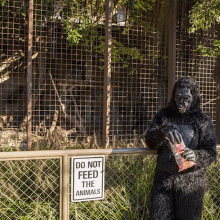 Irony GIF - Gorilla Do Not Feed Sign GIFs