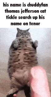 Cat Tickle Chuddyfan GIF