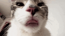 Cat Licking Cat Meme GIF