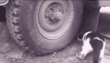 Cat Mouse GIF - Cat Mouse Hide GIFs