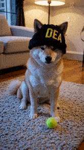 a dog wearing a hat that says dea sits next to a tennis ball