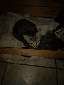 two kittens laying on a blanket on a tile floor