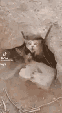 Poczuty Kot GIF - Poczuty Kot GIFs