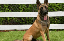 Family Protection Dogs GIF - Family Protection Dogs GIFs