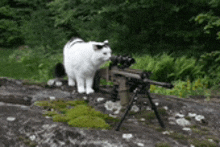 a white cat standing next to a sniper rifle