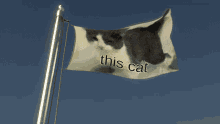 Cat Gato GIF