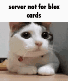 blox cards server cat