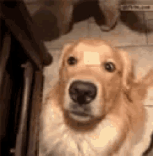 Golden Retriever Dog Tricks GIF - Golden Retriever Dog Tricks Doggo GIFs