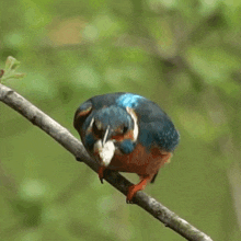 Leaving The Nest Kingfisher GIF